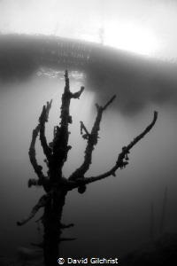 Tree in flooded quarry, Lake Rawlings,VA by David Gilchrist 